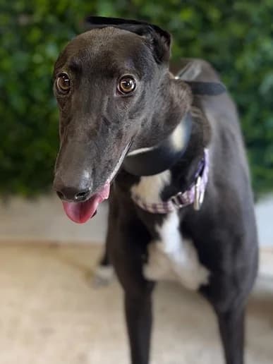 Lola, Greyhound for adoption at Clarks Farm Greyhound Rescue
