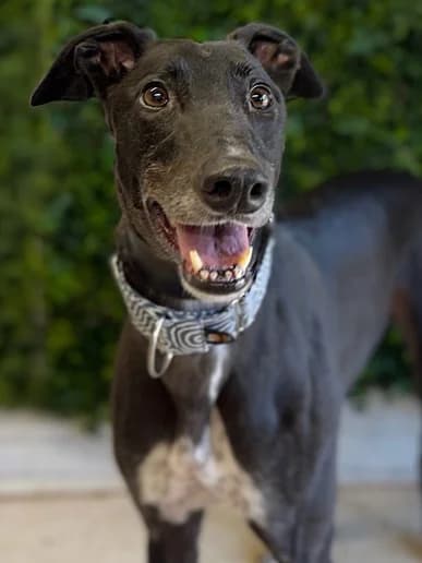Magic, Greyhound for adoption at Clarks Farm Greyhound Rescue