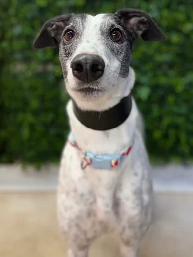 Marley, puppy Greyhound for adoption at Clarks Farm Greyhound Rescue
