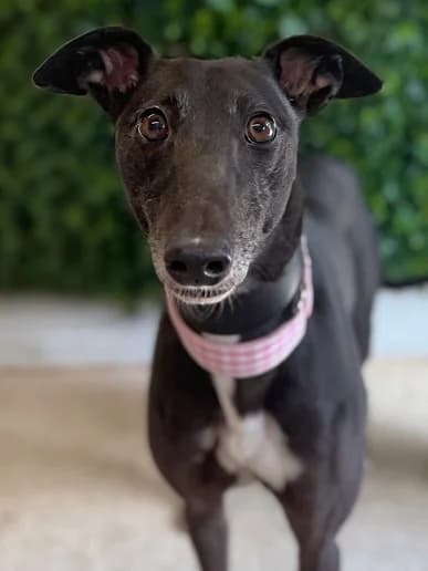 Millie, Greyhound for adoption at Clarks Farm Greyhound Rescue