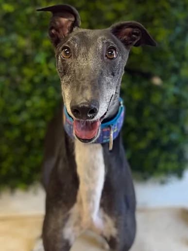 Monty, Greyhound for adoption at Clarks Farm Greyhound Rescue