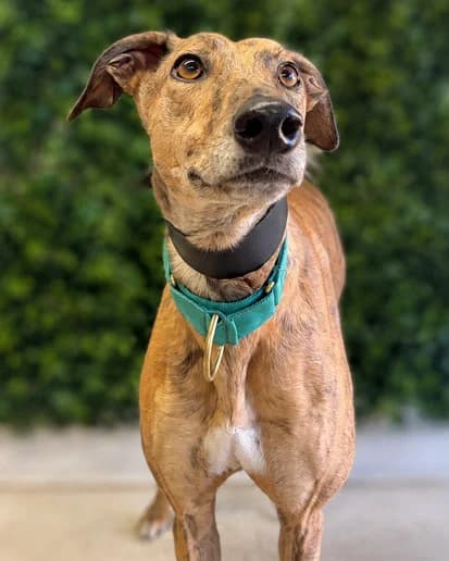 Paul, Greyhound for adoption at Clarks Farm Greyhound Rescue