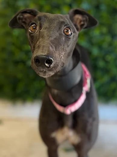 Pearl, Greyhound for adoption at Clarks Farm Greyhound Rescue