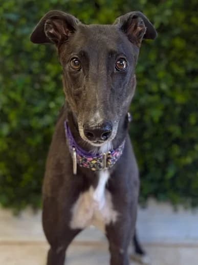 Penny, Greyhound for adoption at Clarks Farm Greyhound Rescue