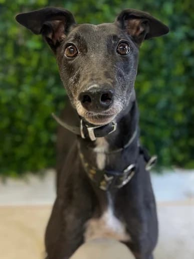 Rambo, Red male Greyhound for adoption at Clarks Farm Greyhound Rescue