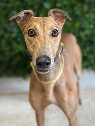 Rusty, Greyhound for adoption at Clarks Farm Greyhound Rescue