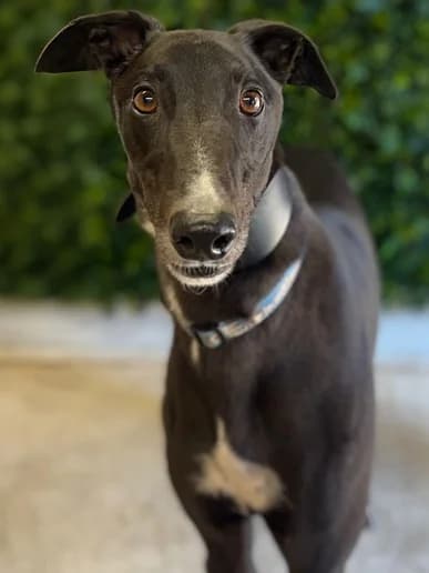 Specs, Greyhound for adoption at Clarks Farm Greyhound Rescue