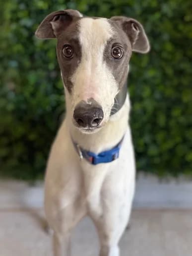 Tom, Greyhound for adoption at Clarks Farm Greyhound Rescue