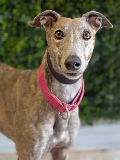 Yatchtie 9973, Greyhound for adoption at Clarks Farm Greyhound Rescue