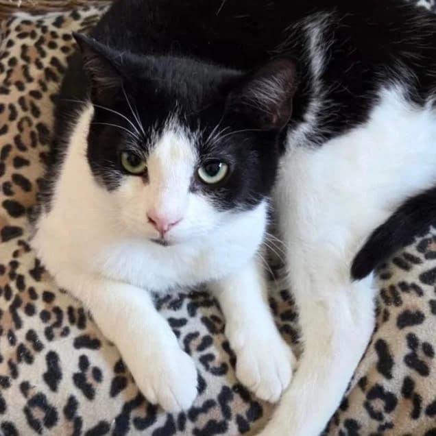 Fred, male puppy Mixed Breed for adoption at Clay County Cat Care