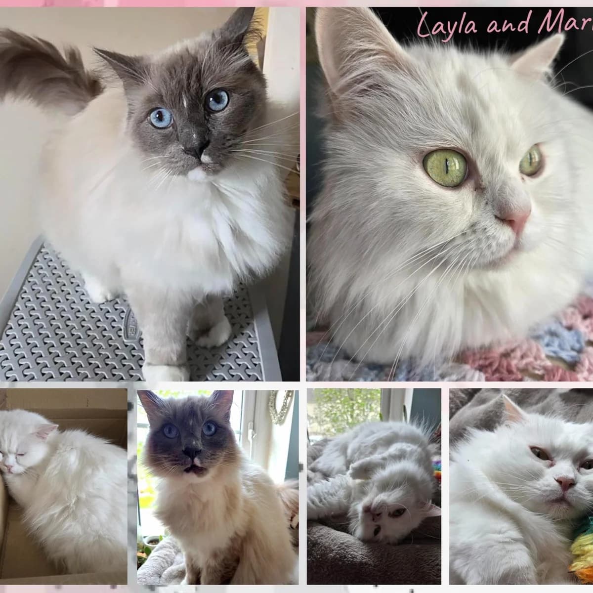 Layla & Marley, female 6yo Mixed Breed for adoption at Clay County Cat Care