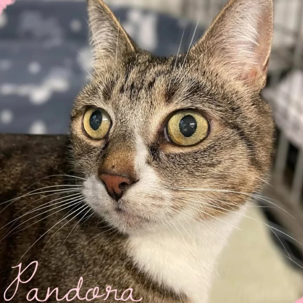 Pandora, female senior Mixed Breed for adoption at Clay County Cat Care