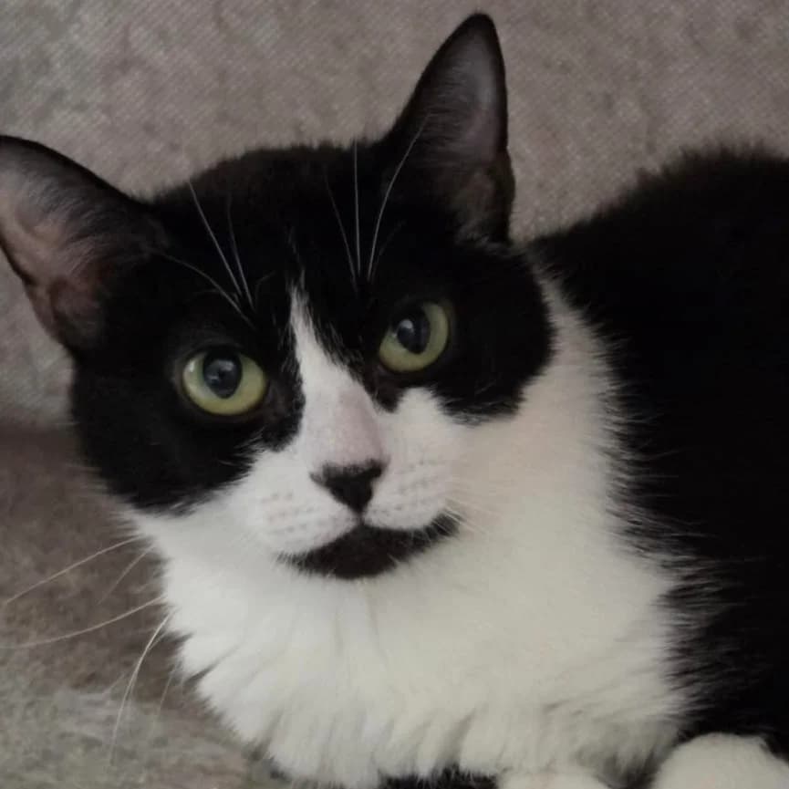 Fred, male puppy Mixed Breed for adoption at Clay County Cat Care