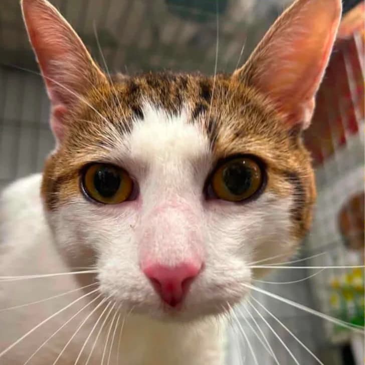 Ted, male 3yo Mixed Breed for adoption at Clay County Cat Care