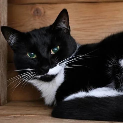 Tilly, female young Mixed Breed for adoption at Clay County Cat Care