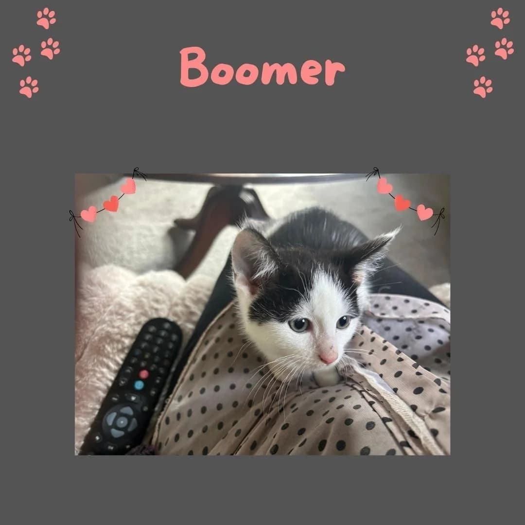 Boomer, puppy Mixed Breed for adoption at Clent View Cat & Kitten Rescue