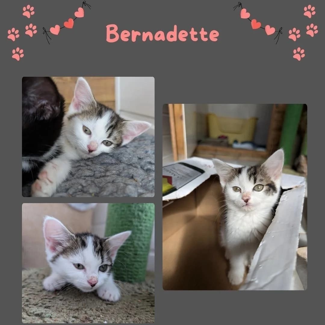 Cute, puppy Mixed Breed for adoption at Clent View Cat & Kitten Rescue