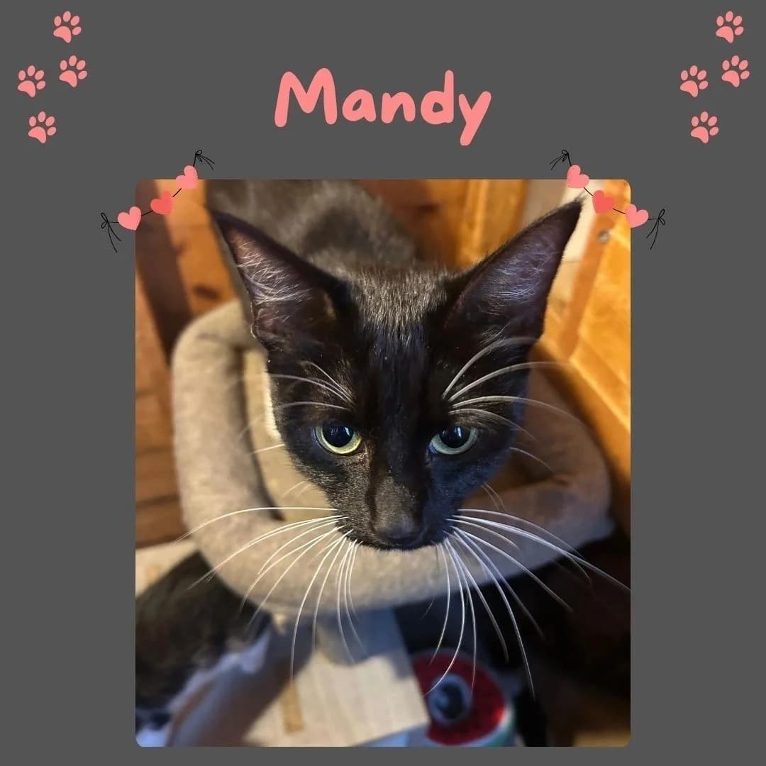 Mandy, puppy Mixed Breed for adoption at Clent View Cat & Kitten Rescue