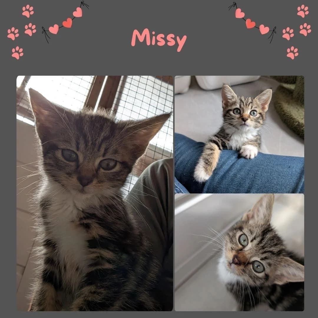 Tabby, puppy Mixed Breed for adoption at Clent View Cat & Kitten Rescue