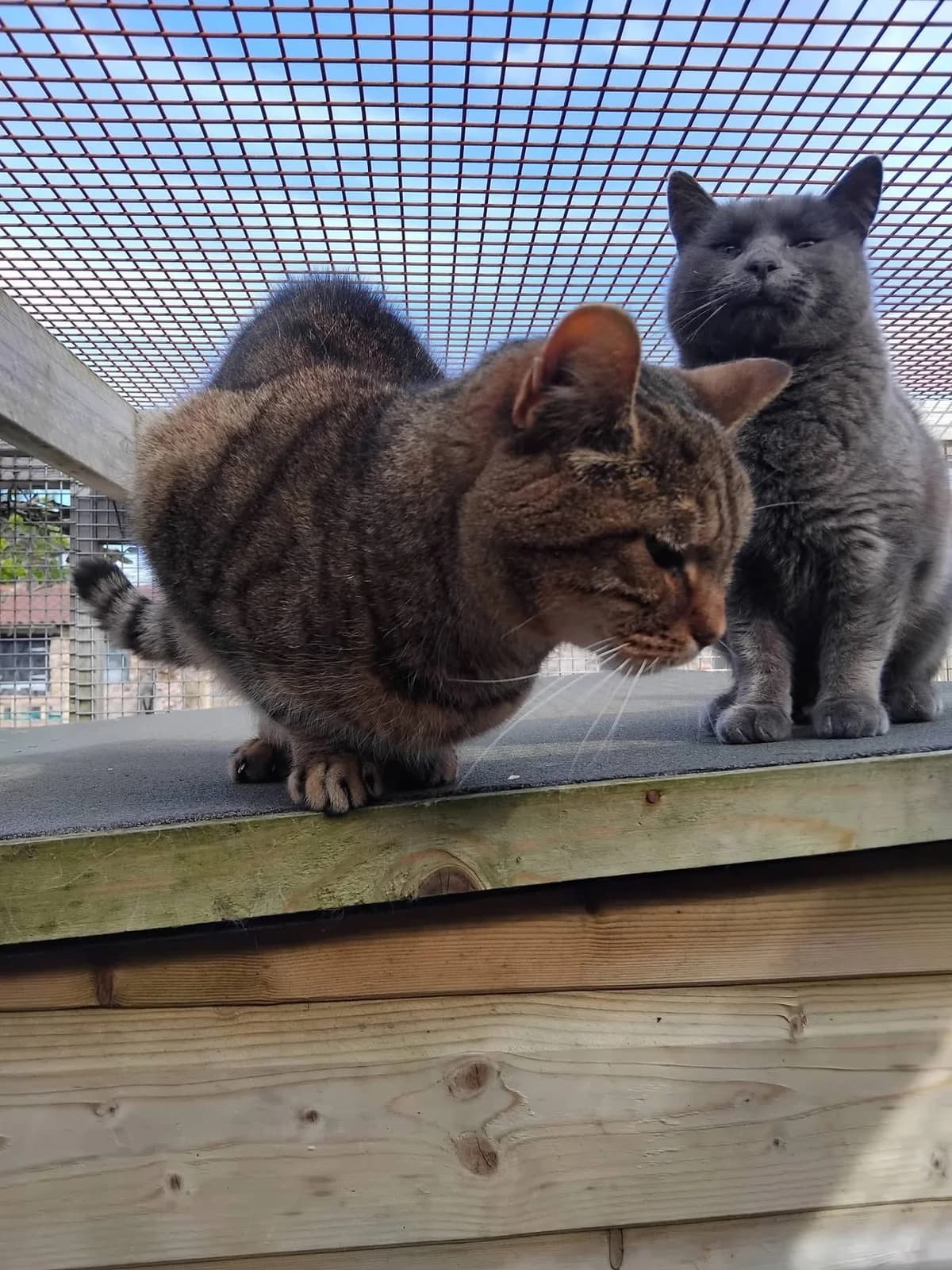 Brady and Mouse, male 7yo Mixed Breed Cat for adoption at Compassion for Cats, Oakhill CIO