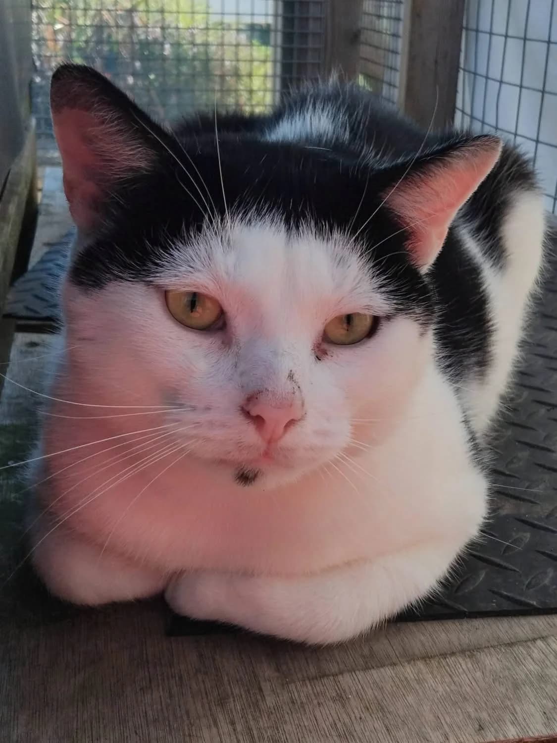 Barry, male puppy Mixed Breed Cat for adoption at Compassion for Cats, Oakhill CIO