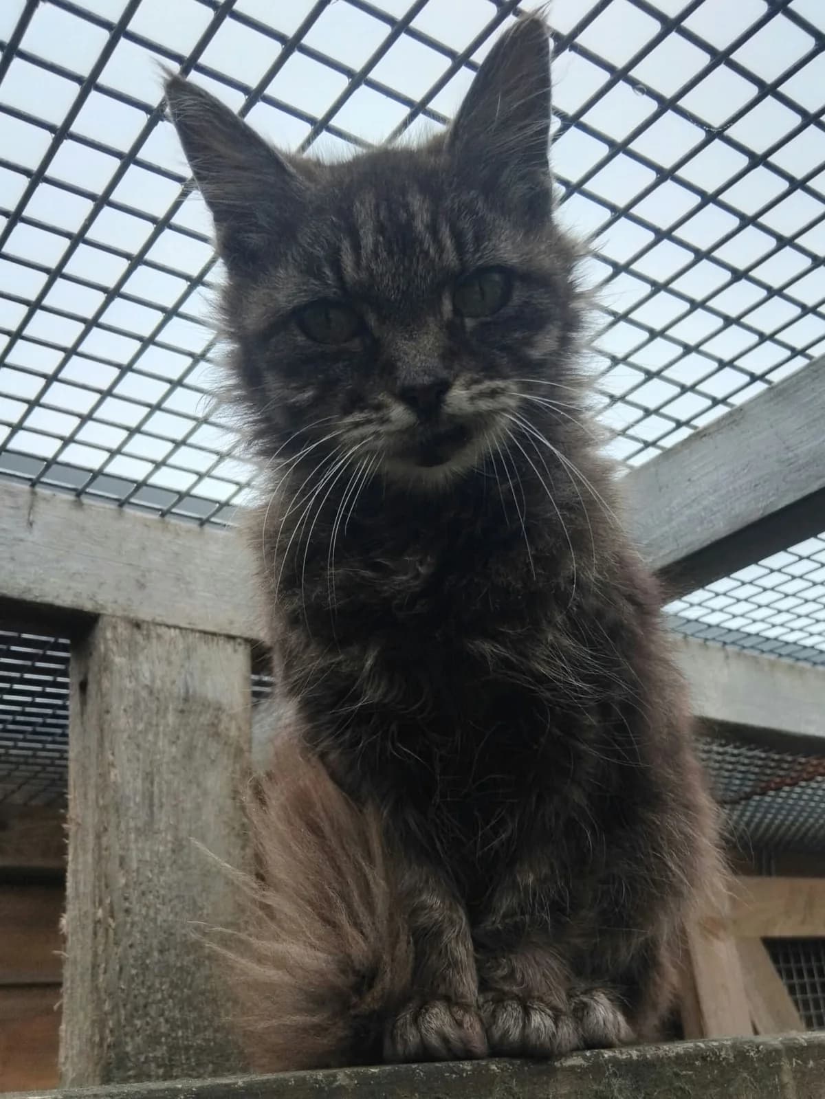 Tabs, female senior Mixed Breed Cat for adoption at Compassion for Cats, Oakhill CIO