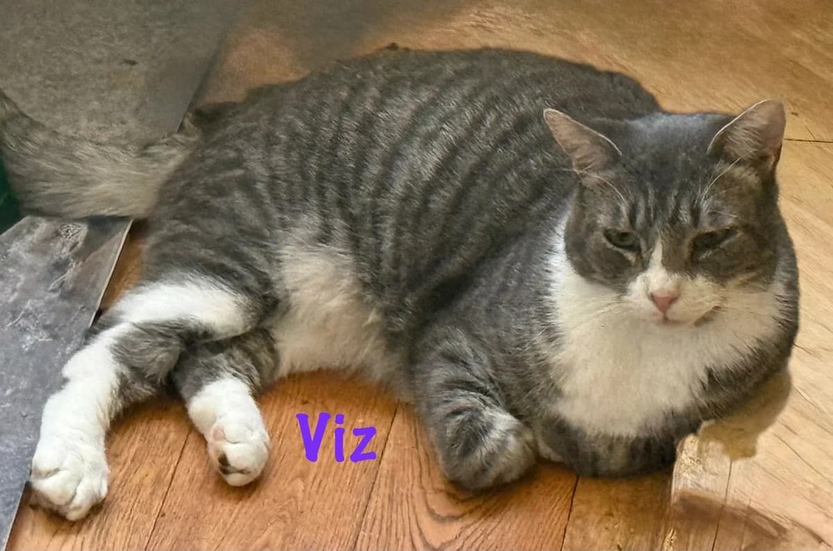 Viz, male young Mixed Breed for adoption at Consett Cat Rescue