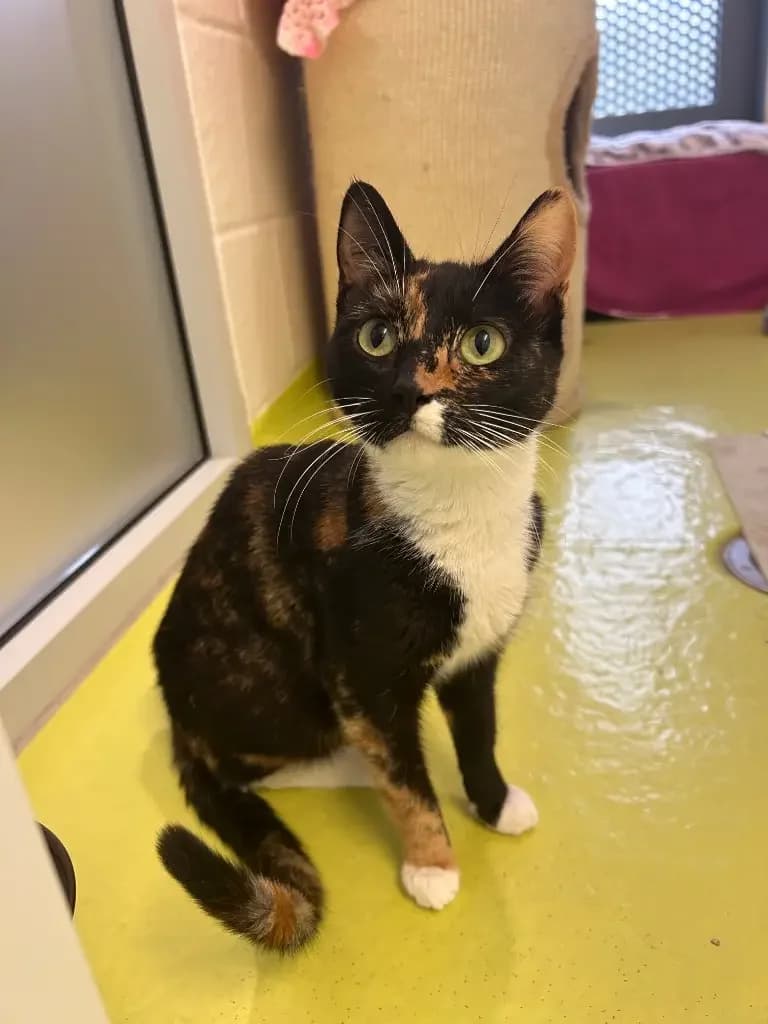 Autumn, female young Mixed Breed Cat for adoption at Cotswolds Dogs and Cats Home