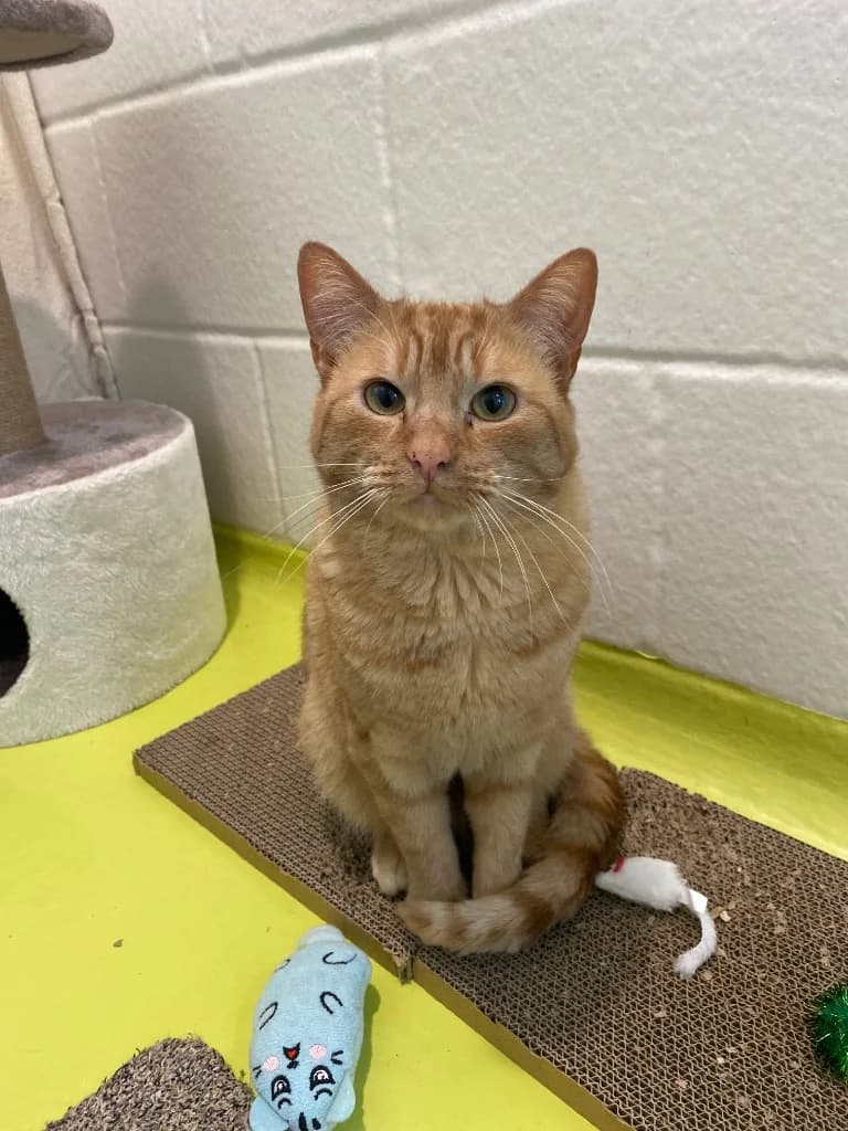 Bartie, male young Mixed Breed Cat for adoption at Cotswolds Dogs and Cats Home