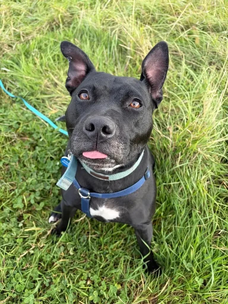 Bo, female 3yo Staffordshire Bull Terrier for adoption at Cotswolds Dogs and Cats Home