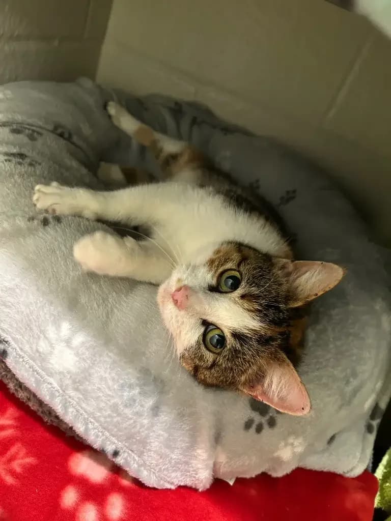 Callie, female 3yo Mixed Breed Cat for adoption at Cotswolds Dogs and Cats Home