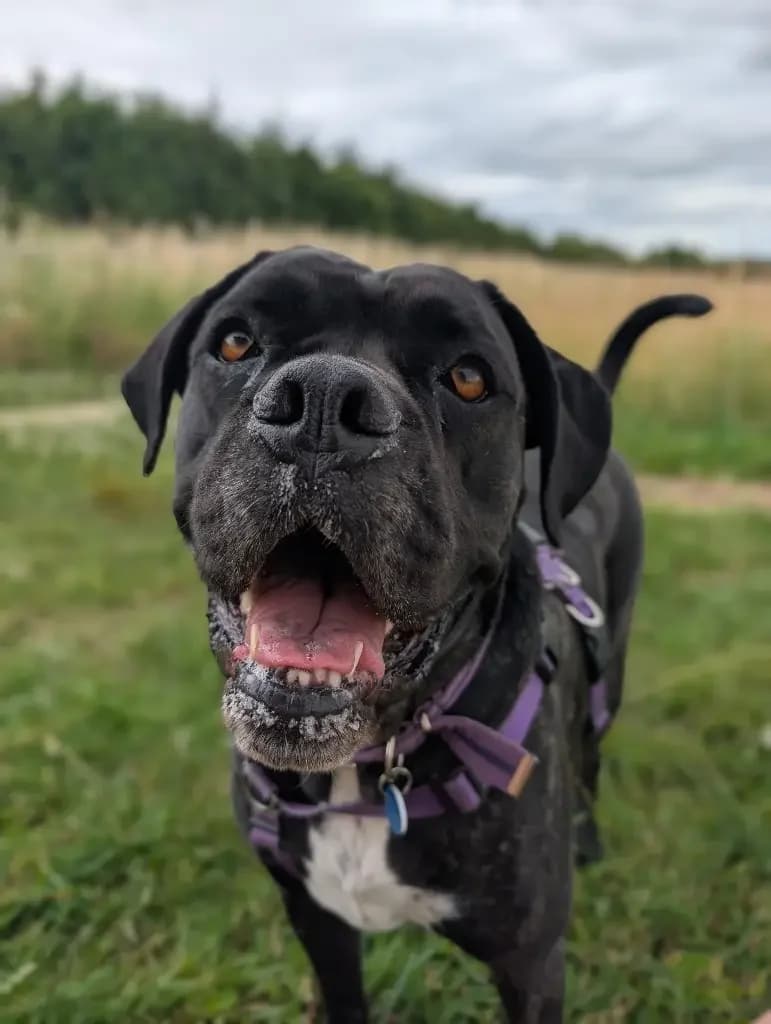 Cara, female 4yo Mixed Breed for adoption at Cotswolds Dogs and Cats Home