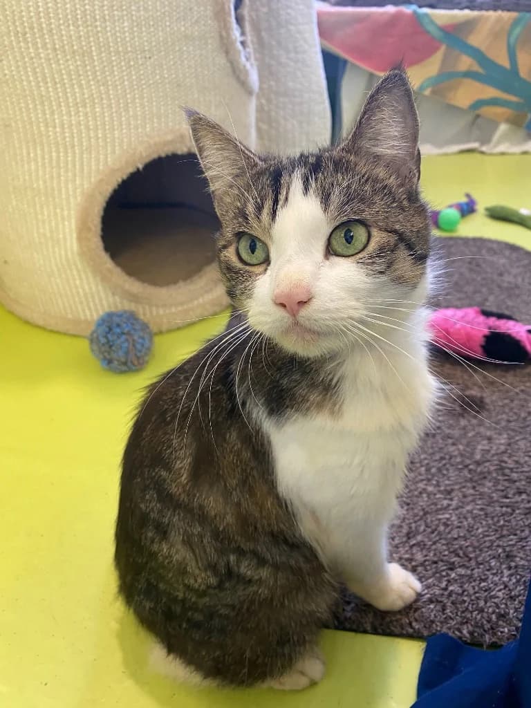 Chester, female senior Mixed Breed Cat for adoption at Cotswolds Dogs and Cats Home