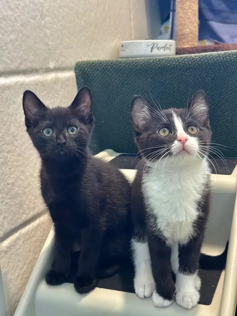 Cosmo and Wanda- Applications closed pending viewing, puppy Mixed Breed Cat for adoption at Cotswolds Dogs and Cats Home