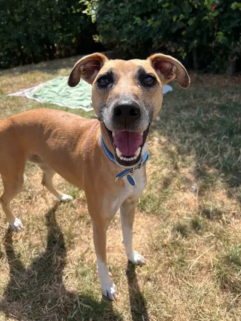 Dippy, female 4yo Lurcher for adoption at Cotswolds Dogs and Cats Home