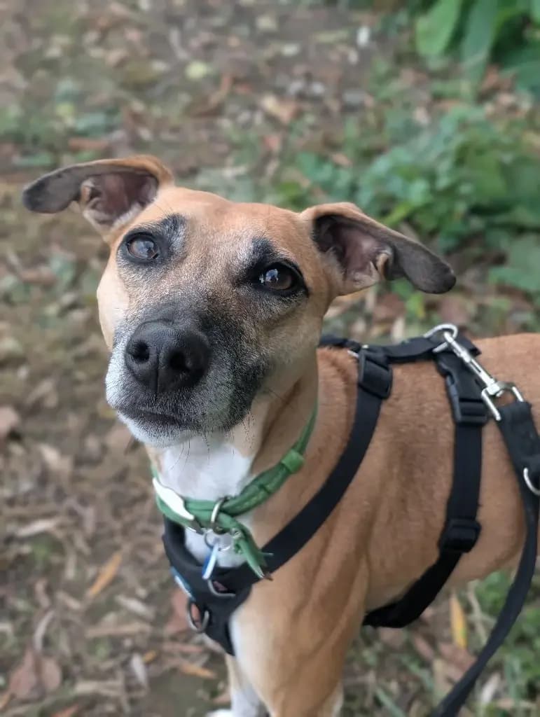 Dippy, female 4yo Lurcher for adoption at Cotswolds Dogs and Cats Home