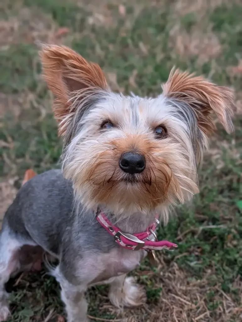 Flapjack- Applications closed awaiting viewing, female young Yorkshire Terrier for adoption at Cotswolds Dogs and Cats Home