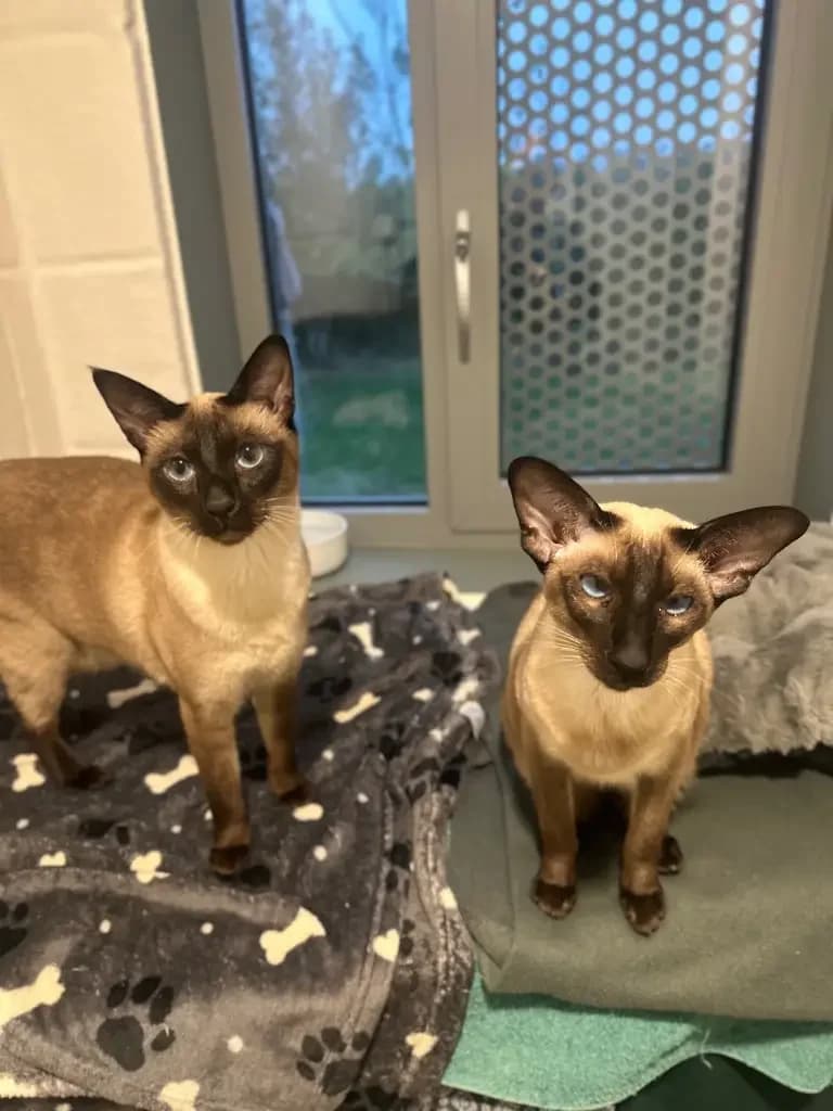Hazel and Mouse, female 3yo Siamese for adoption at Cotswolds Dogs and Cats Home