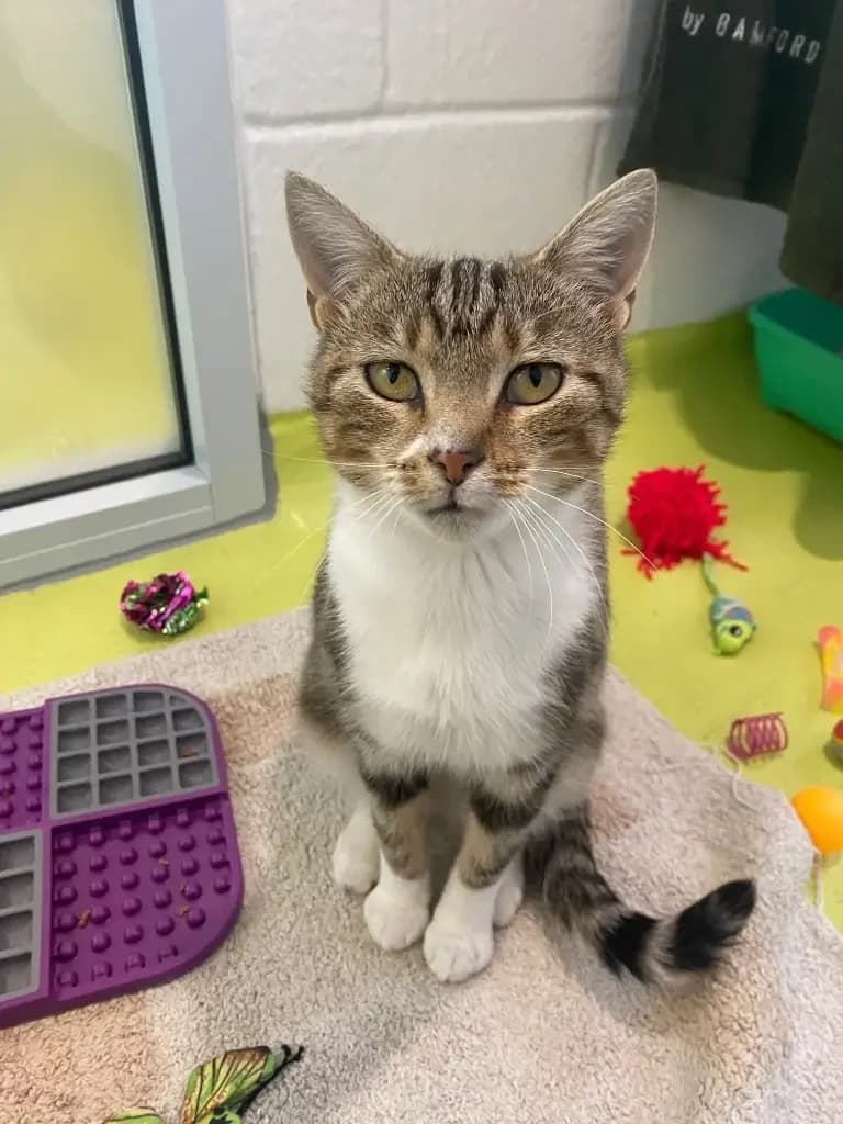 Kizzy and Tina, young Mixed Breed Cat for adoption at Cotswolds Dogs and Cats Home