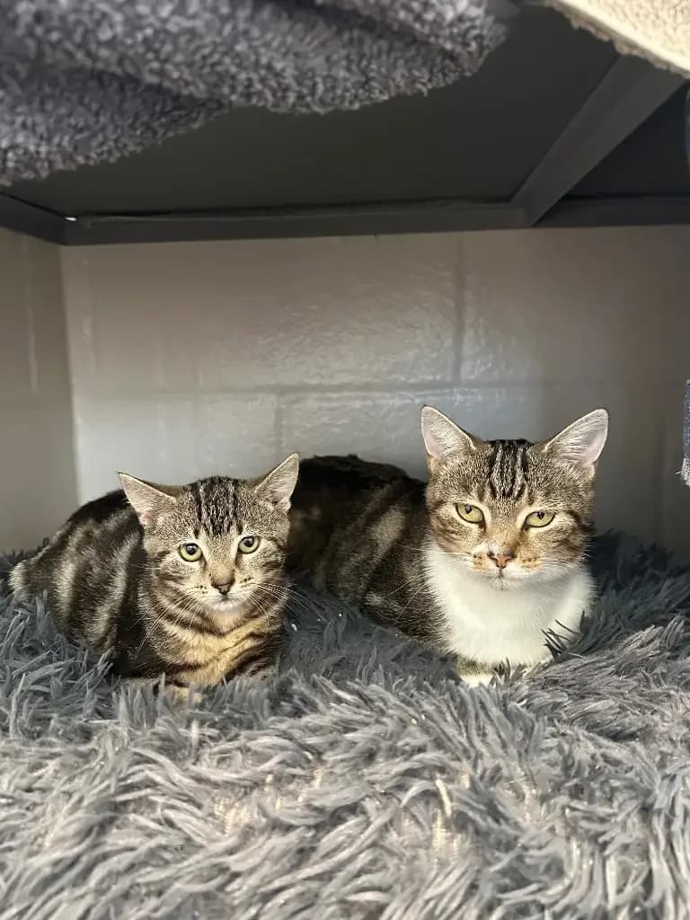 Kizzy and Tina, young Mixed Breed Cat for adoption at Cotswolds Dogs and Cats Home