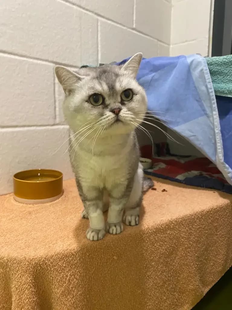 Leo, male 5yo British Shorthair for adoption at Cotswolds Dogs and Cats Home