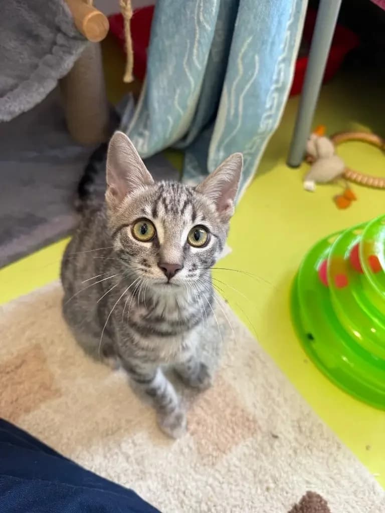 Luna- Applications closed, female puppy Mixed Breed Cat for adoption at Cotswolds Dogs and Cats Home