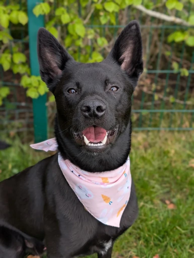 Mac, male young Belgian Malinois for adoption at Cotswolds Dogs and Cats Home