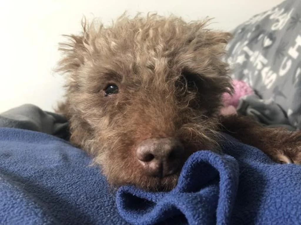 Maisy – FOSTER HOME NEEDED, female 6yo mixed breed for adoption at Cotswolds Dogs and Cats Home
