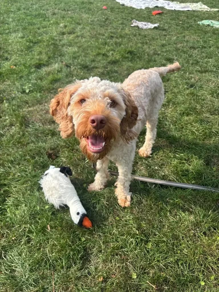 Marley, male young Cockapoo for adoption at Cotswolds Dogs and Cats Home