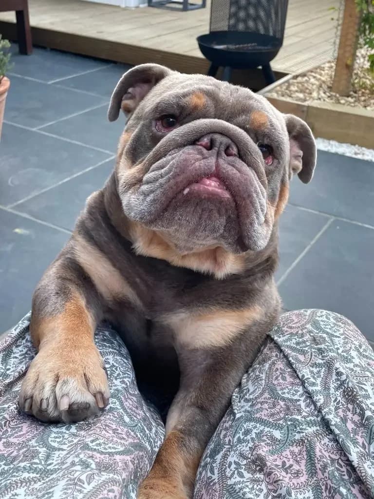 Mike, male young English Bulldog for adoption at Cotswolds Dogs and Cats Home