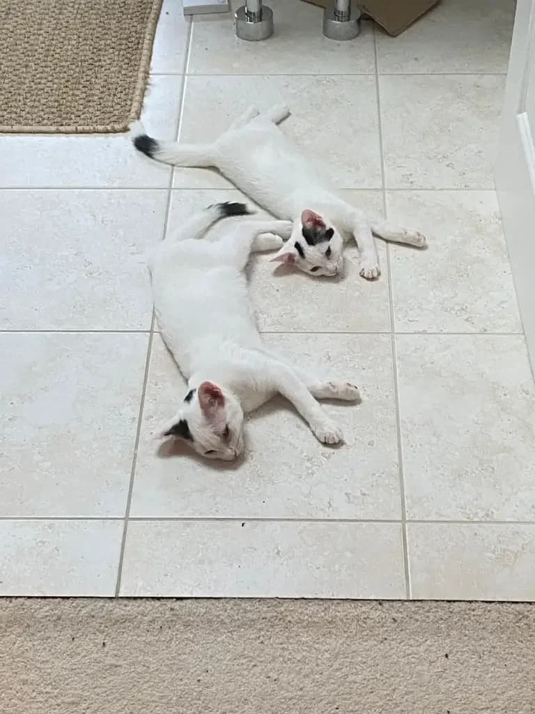 Kittens – Mike and Boo, puppy Mixed Breed Cat for adoption at Cotswolds Dogs and Cats Home