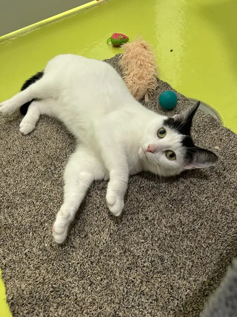Sophie, female 3yo Mixed Breed Cat for adoption at Cotswolds Dogs and Cats Home