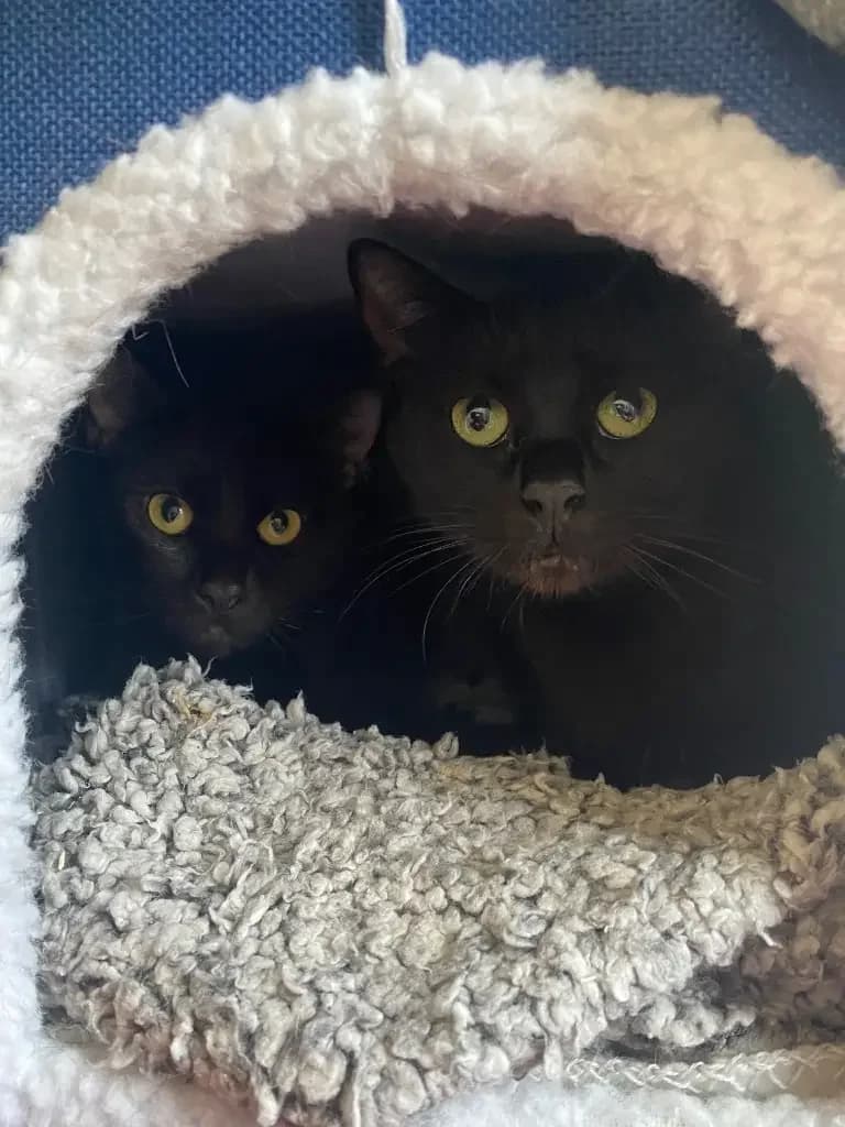 Star and Kelly, 4yo Mixed Breed Cat for adoption at Cotswolds Dogs and Cats Home