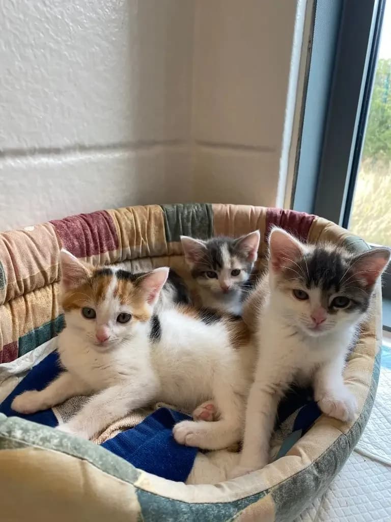The ‘P’ Kittens, puppy Mixed Breed Cat for adoption at Cotswolds Dogs and Cats Home